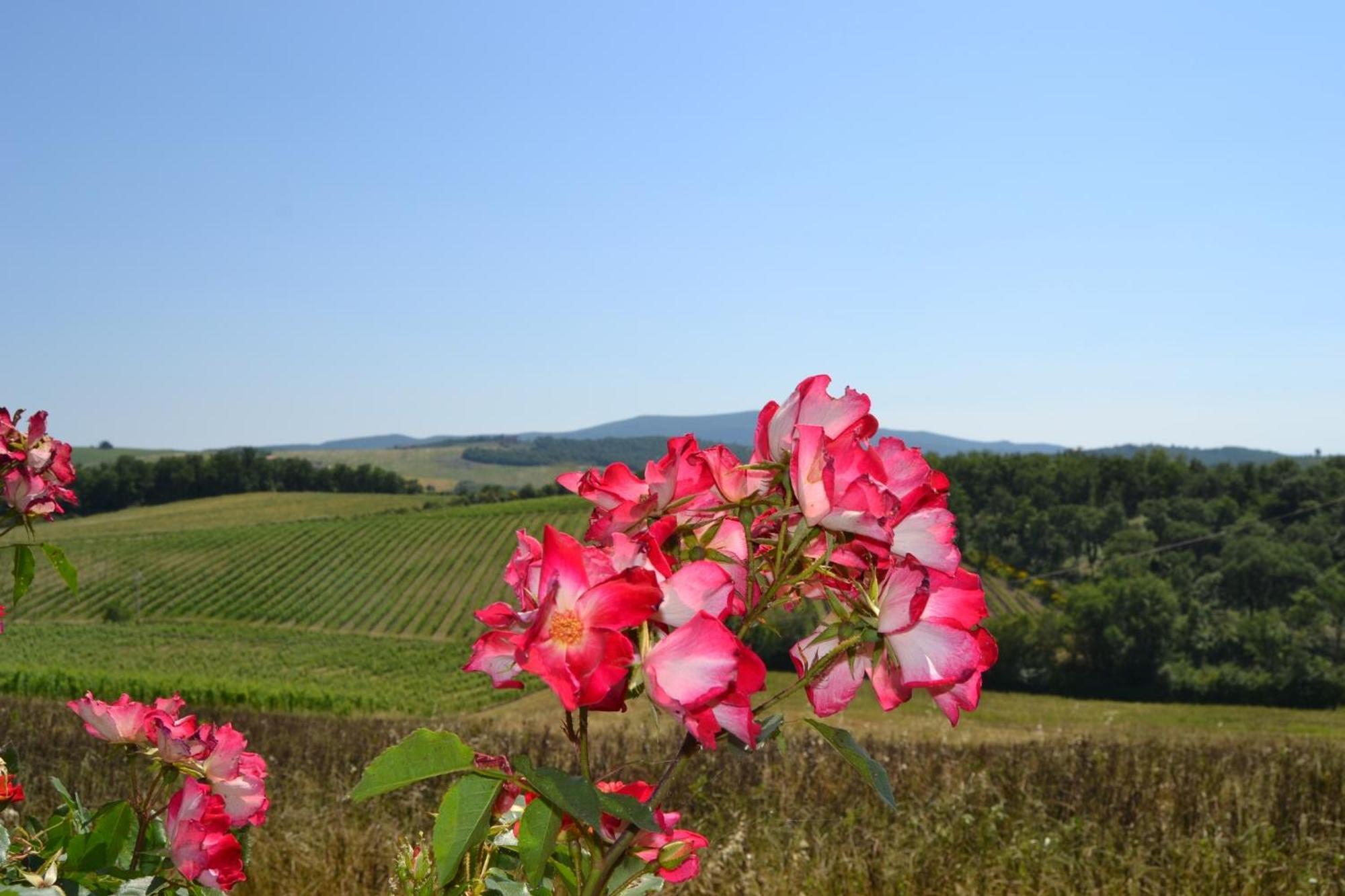 Agriturismo Cignanbianco Castellina in Chianti Bagian luar foto